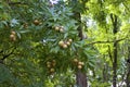 Hybrid Buckeye Fruits 823007