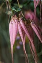 Hybrid bulbophyllum orchid