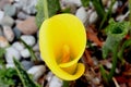 Hybrid Calla Lilies Millennium Gold, Zantedeschia `Millenium Gold`, `Yellow Mammoth` Royalty Free Stock Photo