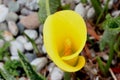 Hybrid Calla Lilies Millennium Gold, Zantedeschia `Millenium Gold`, `Yellow Mammoth`