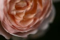 Pink Rose, Old English style rose photograph Royalty Free Stock Photo