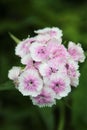 Hybrid carnations from white to pink closeup against blurred dark background. Summer scene with flower blossom