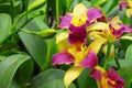 Hybrid cattleya close up