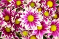 Hybrid Chrysanthemum (Dendranthemum grandifflora)