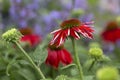 Hybrid Coneflower, Salsa Red Royalty Free Stock Photo