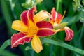 Hybrid daylily yellow-orange Royalty Free Stock Photo