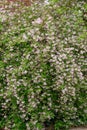 Hybrid Deutzia x rosea Campanulata, pinkish-white flowering shrub