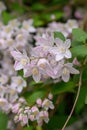 Hybrid Deutzia x rosea Campanulata, pinkish-white flowers in close-up