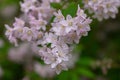 Hybrid Deutzia x rosea Campanulata, pinkish-white flowers