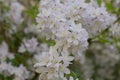 Hybrid Deutzia x rosea Campanulata, with small white flowers