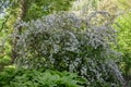 Hybrid Deutzia x rosea Campanulata, white flowering shrub