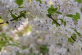 Hybrid Deutzia x rosea Campanulata, small white flowers