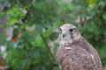 Hybrid falcon (Gyrfalcon + Peregrin).