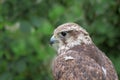 Hybrid falcon (Gyrfalcon + Peregrin).