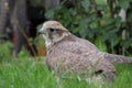 Hybrid falcon (Gyrfalcon + Peregrin).