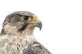 Hybrid falcon Royalty Free Stock Photo