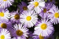 Hybrid `Fleabane` flowers. Royalty Free Stock Photo