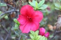 Flower Petunia axillaris