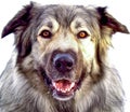 Hybrid German Shepherd Great Pyrenees Dog Royalty Free Stock Photo