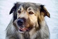 Hybrid German Shepherd Great Pyrenees Dog Royalty Free Stock Photo