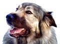 Hybrid German Shepherd Great Pyrenees Dog Royalty Free Stock Photo