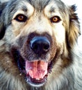 Hybrid German Shepherd Great Pyrenees Dog Royalty Free Stock Photo