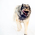 Hybrid German Shepherd Great Pyrenees Dog Royalty Free Stock Photo