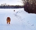 Hybrid German Shepherd Great Pyrenees Dog Royalty Free Stock Photo