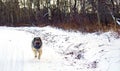 Hybrid German Shepherd Great Pyrenees Dog Royalty Free Stock Photo