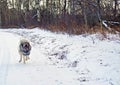 Hybrid German Shepherd Great Pyrenees Dog Royalty Free Stock Photo