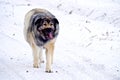 Hybrid German Shepherd Great Pyrenees Dog Royalty Free Stock Photo