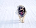 Hybrid German Shepherd Great Pyrenees Dog Royalty Free Stock Photo