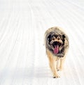 Hybrid German Shepherd Great Pyrenees Dog Royalty Free Stock Photo