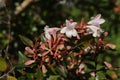 Hybrid `Glossy Abelia` flowers Royalty Free Stock Photo