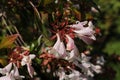 Hybrid `Glossy Abelia` flowers Royalty Free Stock Photo