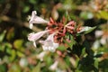 Hybrid `Glossy Abelia` flowers Royalty Free Stock Photo