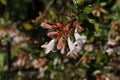 Hybrid `Glossy Abelia` flowers Royalty Free Stock Photo