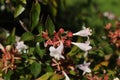 Hybrid `Glossy Abelia` flowers Royalty Free Stock Photo