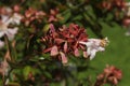 Hybrid `Glossy Abelia` flowers Royalty Free Stock Photo
