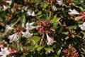Hybrid `Glossy Abelia` flowers Royalty Free Stock Photo