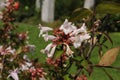 Hybrid `Glossy Abelia` flowers