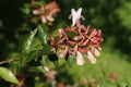 Hybrid `Glossy Abelia` flowers Royalty Free Stock Photo