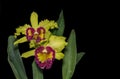 Hybrid green cattleya orchid flower isolated on black