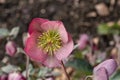 Hybrid hellebore Helleborus x hybridus Dorothyâs Dawn, dark pink flower