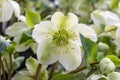 Hybrid hellebore Helleborus x hybridus Mollyâs White, greenish-white flower