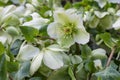 Hybrid hellebore Helleborus x hybridus Mollyâs White, greenish-white flowers