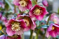 Hellebores pink bloom in early spring Bokeh background Royalty Free Stock Photo