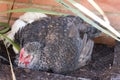 Hybrid hen Royalty Free Stock Photo