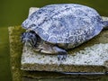 Hybrid Japanese pond turtle in a pond 3 Royalty Free Stock Photo