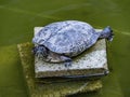 Hybrid Japanese pond turtle in a pond 2 Royalty Free Stock Photo